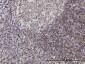 IFI16 Antibody (monoclonal) (M03)